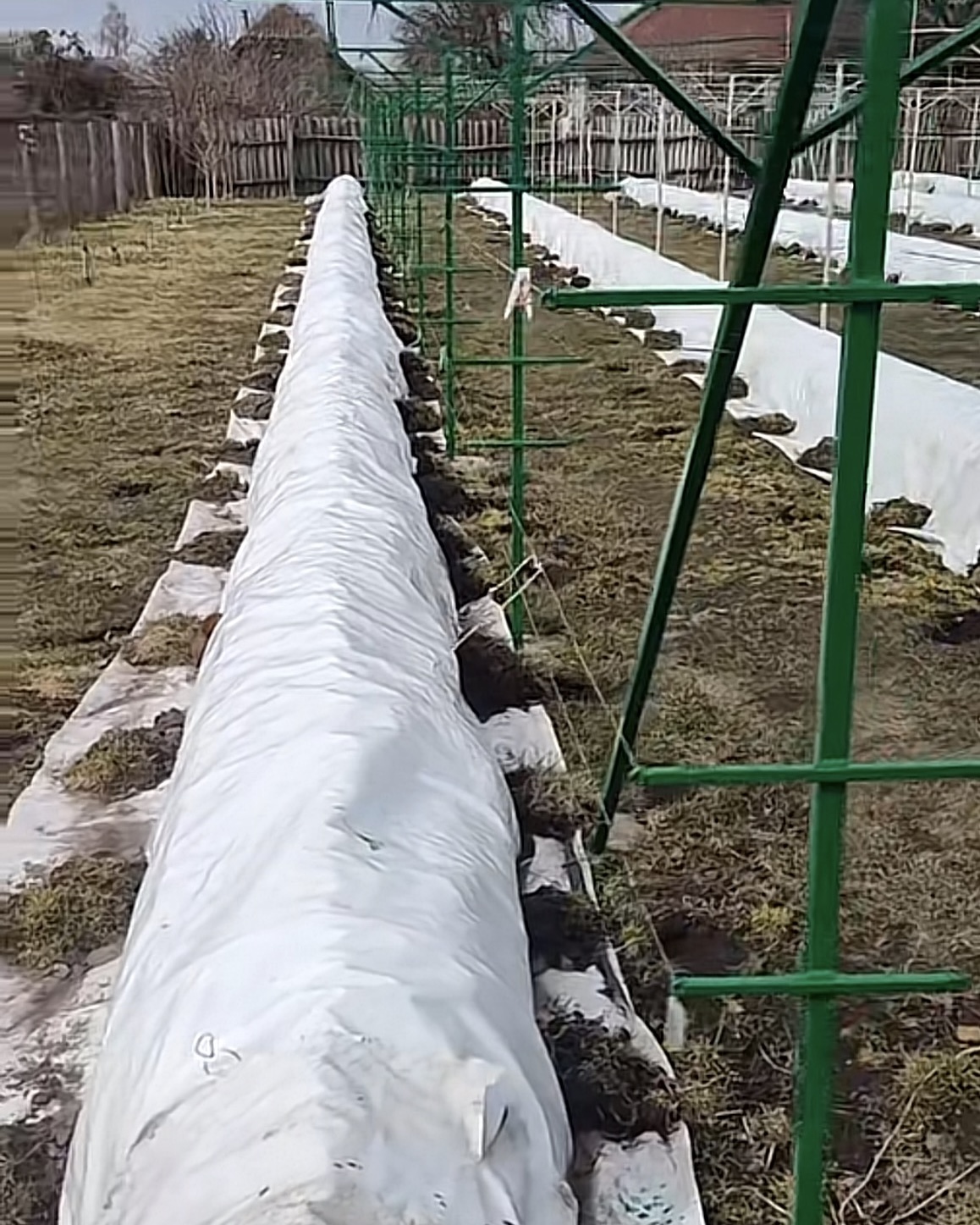 Розсада під чорним агроволокном